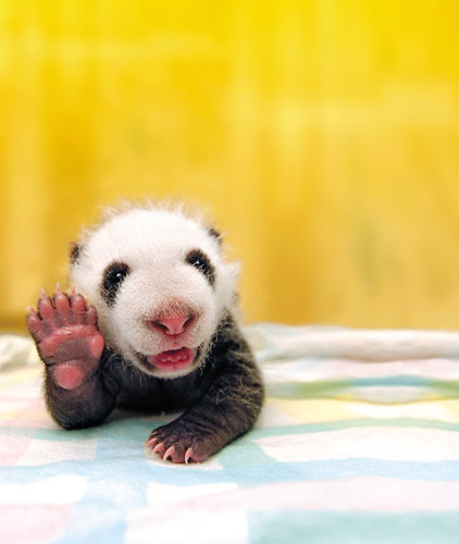 cute baby panda hello
